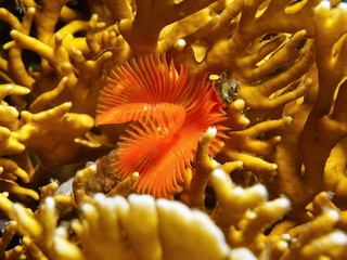 Naklejka na ściany i meble A star horseshoe worm, Pomatostegus stellatus, surrounded by fire coral, Caribbean sea