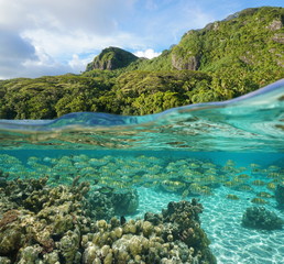 Lush tropical shore with a school of fish and corals underwater, split view above and below water surface, Pacific ocean, Huahine island, French Polynesia