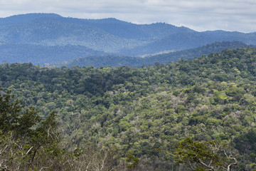 rainforest mountains