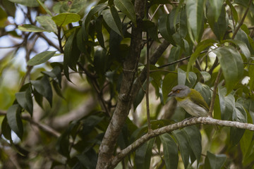 bird in tree