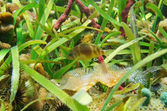 A barred hamlet fish, Hypoplectrus puella, underwater with marine life and  turtlegrass on the seabed, Caribbean sea
