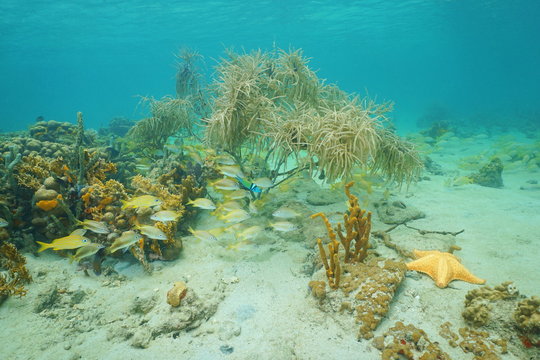 Underwater marine life composed by corals, reef fish, sponges and a starfish on a shallow seabed of the Caribbean sea