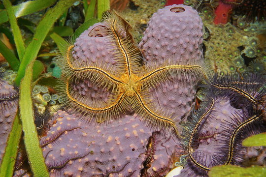 Marine life, a Suenson's brittle star, Ophiothrix suensoni on a branching tube sponge, Aiolochroia crassa, Caribbean sea