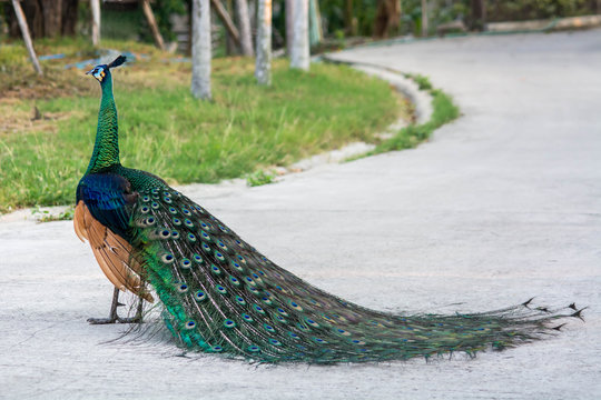 Fototapeta Peacock  from behind with colourful tail in foreground