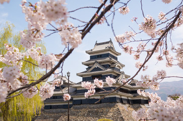 Fototapeta premium Matsumoto castle with spring cherry blossoms