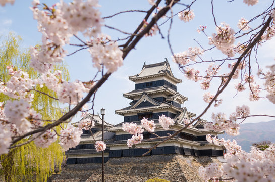 Fototapeta Matsumoto castle with spring cherry blossoms