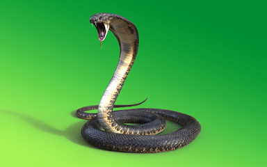 Obraz premium 3D Wąż Kobra królewska samodzielnie na zielonym tle