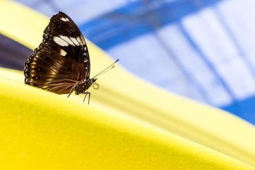 Great Egg-fly butterfly (Hypolimnas bolina)