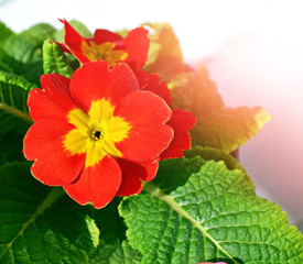Floral background with beautiful bright spring flowers primrose.