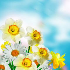 daisy flowers on blue sky background. narcissus