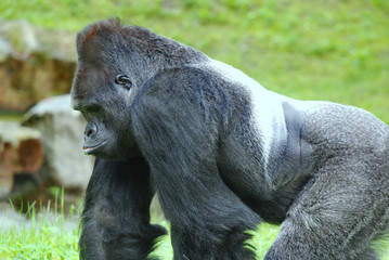 Gorillas are the largest extant species of primates. They are ground-dwelling, predominantly...