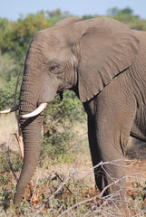 Kruger park South Africa: African elephants are the elephants of the genus Loxodonta, consisting of...