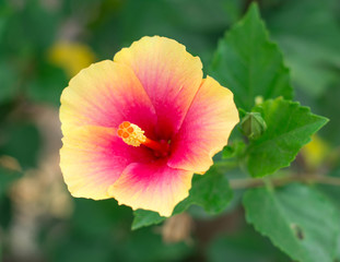 Hibiscus  flower.