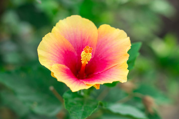 Hibiscus  flower.