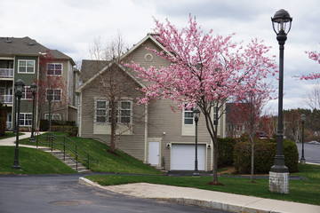 apartment community with cherry blossom in spring