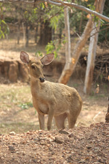 deers in nature environment