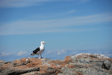 seagull standing on rock beside ocean
