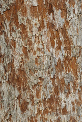 Obraz premium bark background in details