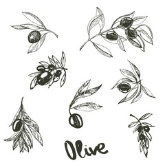 hand drawn ink set with olive branch. vector eps 10