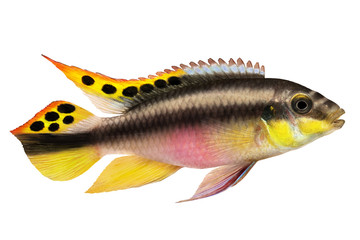 Fototapeta premium Male Pelvicachromis pulcher kribensis cichlid Aquarium fish isolated on white