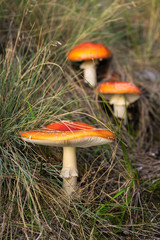 Amanita muscaria