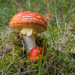 Amanita muscaria