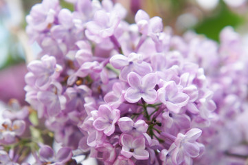 Fototapeta na wymiar branch of violet lilac 