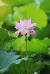 Fototapeta premium blooming lotus flower