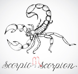 Hand drawn zodiac sign or Scorpio or Scorpion
