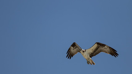 Fototapeta premium Osprey Flying, San Carlos Bay, Bunche Beach Preserve, Florida