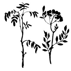 Naklejka premium set of tree branches with leaves and berries