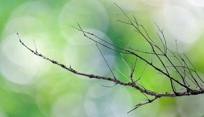 branche morte sur fond bokeh