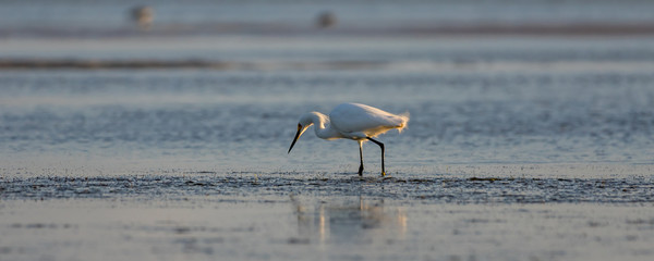 Snowy Egret Foraging, Breeding Plumage, San Carlos Bay, Bunche B