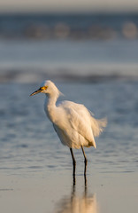 Snowy Egret, Breeding Plumage, San Carlos Bay, Bunche Beach Pres