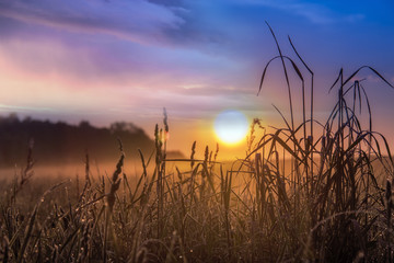 Summer landscape in a meadow