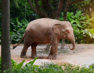 Fototapeta premium big wild elephant