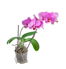 Naklejka na ściany i meble Blooming phalaenopsis orchid in a flower pot on a light backgrou