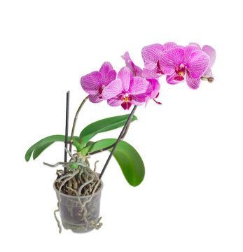 Blooming phalaenopsis orchid in a flower pot on a light backgrou