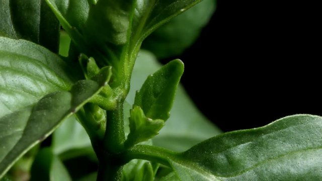 Time-lapse of Thai Basil(Ocimum basilicum var. thyrsiflora) growing. Studio shot over black.