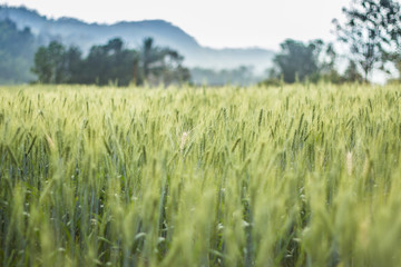 Barley rice in Chiangmai, Thailand