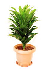 Dracaena in a Pot
