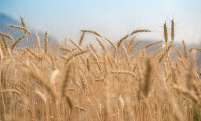 Fototapeta premium Barley rice in Chiangmai, Thailand