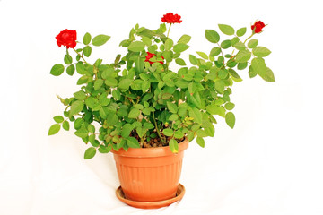 Potted Mini Rose