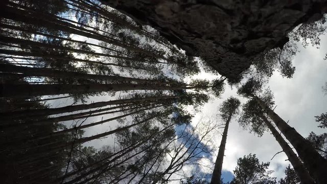 The tops of the trees and fast-moving clouds. Storm wind
