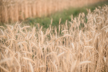 Barley rice in Chiangmai, Thailand