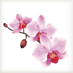Fototapeta na wymiar Orchid flowers, vector icon set