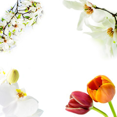 magnolia stellata, white orchid and two tulips blossoming on white background
