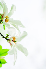 magnolia stellata blossoming