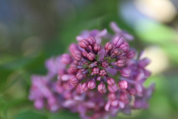 Obraz premium lilla'