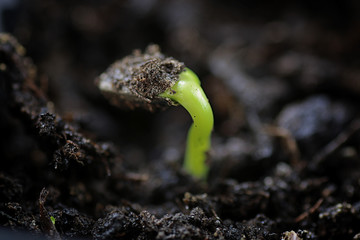 small sprout from seeds
